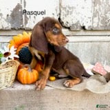 Bloodhound dogs Pascale - Ad 34