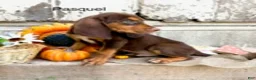 Bloodhound dogs for sale: Pascale - Ad 1