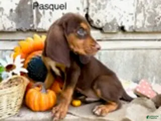 Bloodhound dogs Pascale - Ad 34