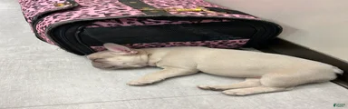 French Bulldog 3