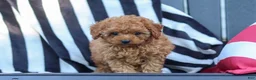 Cavapoo dogs for sale: Emily  - Ad 8