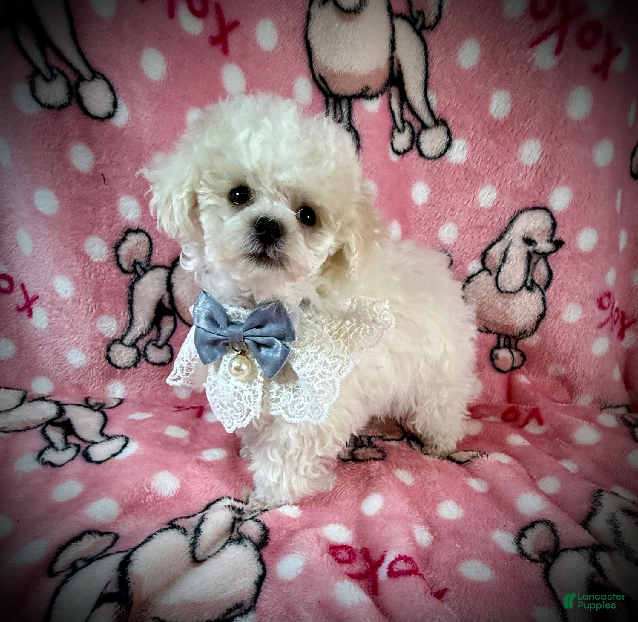 Toy Poodle dogs Lil Alaska - Ad 33