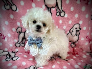 Toy Poodle dogs Lil Alaska - Ad 28