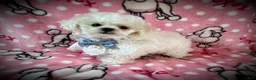 Toy Poodle dogs for sale: Lil Alaska - Ad 1
