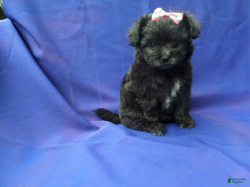 Maltipoo dogs Karlina  - Ad 33