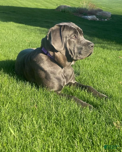 Gallery Image {{count}}