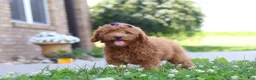 Cavapoo dogs for sale: Fletcher - Ad 9