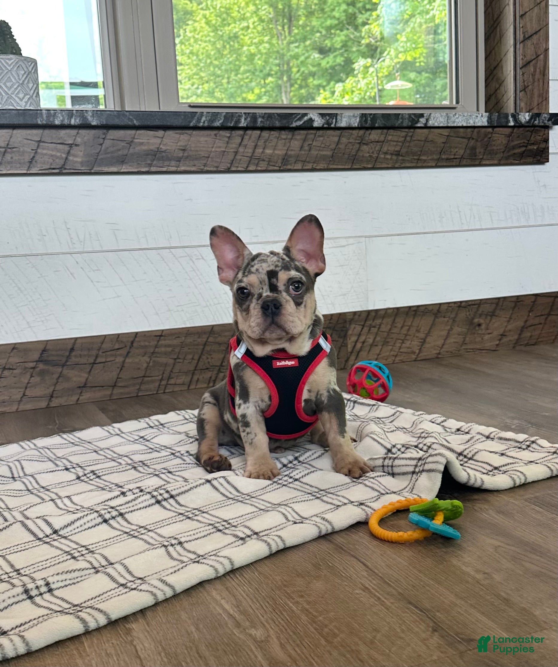 French Bulldog dogs for sale: Aspen - Ad 1