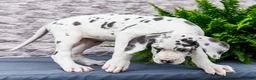 Great Dane dogs for sale: Kelly - Ad 8