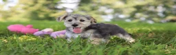Morkie dogs for sale: Levi - Ad 11