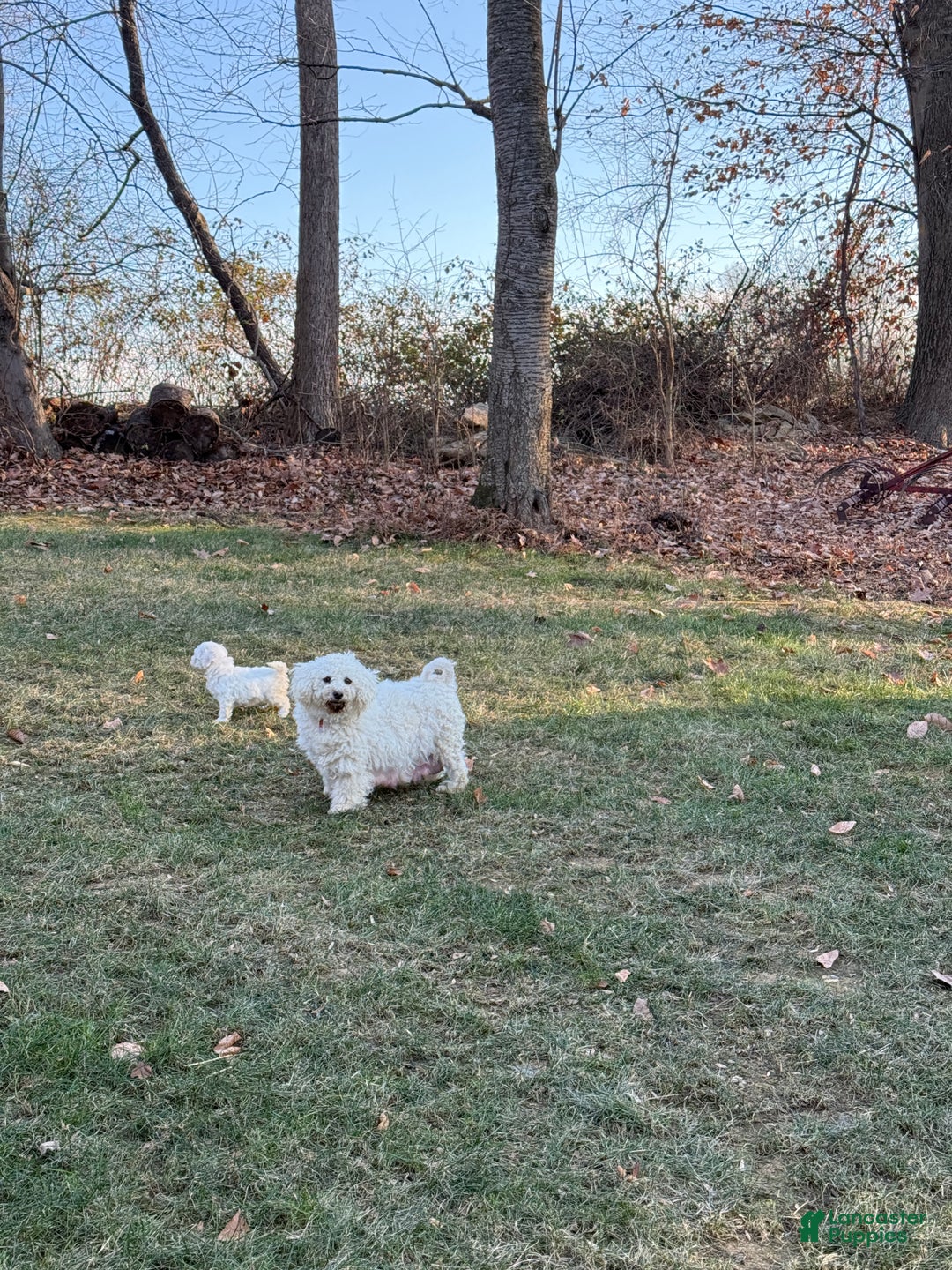 Bichpoo dogs for sale: Amaya - Ad 12