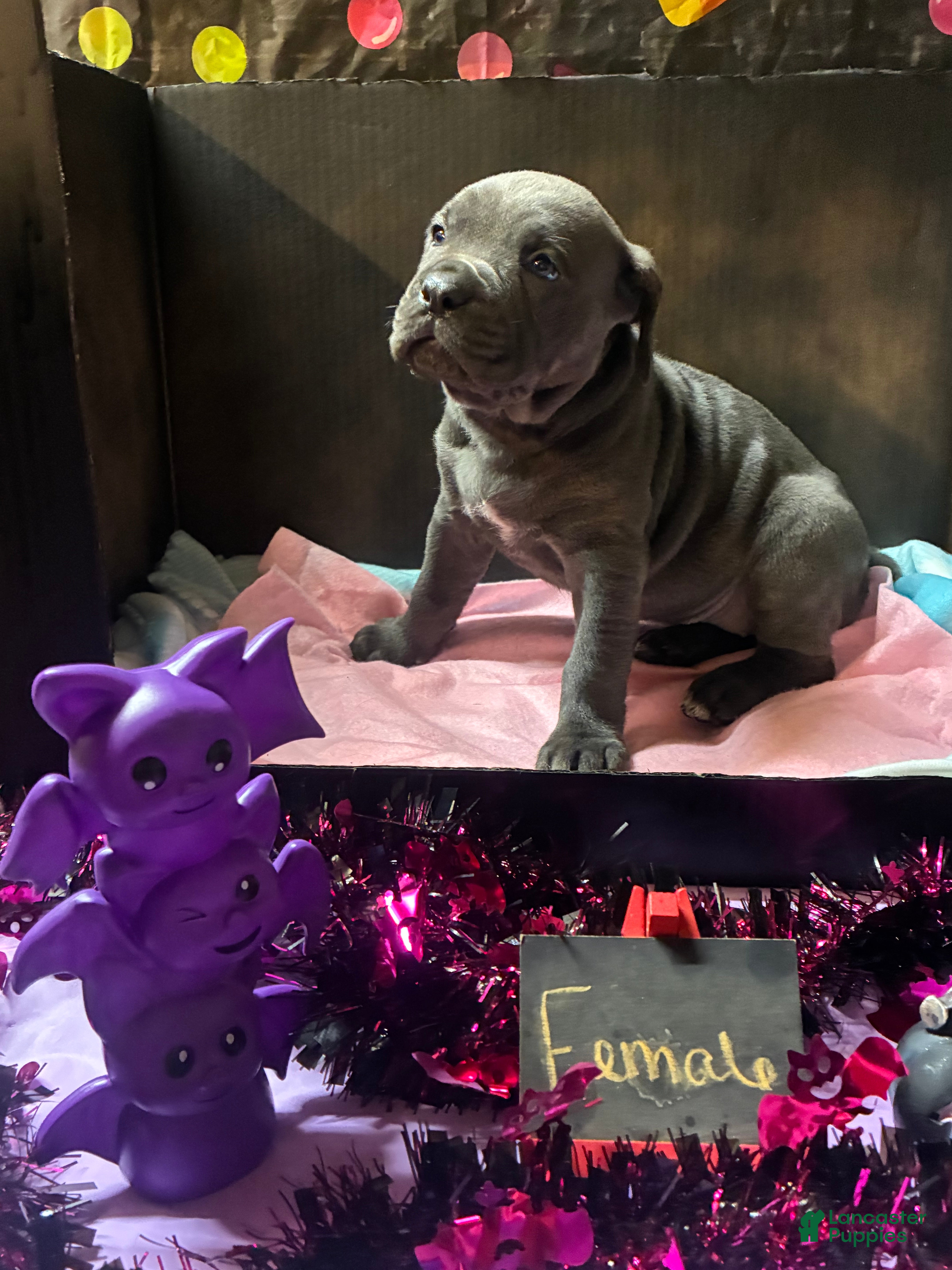 Cane Corso dogs Cane Corso 3 - Ad 2