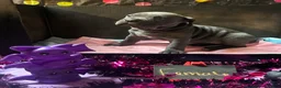 Cane Corso dogs for sale: Cane Corso 3 - Ad 2