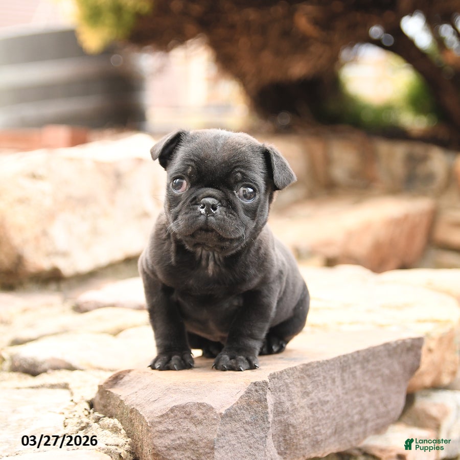 Pug dogs Monty - Ad 1