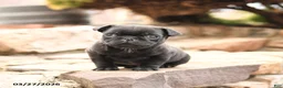 Pug dogs for sale: Monty - Ad 1