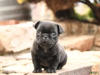 Pug dogs for sale: Monty - Ad 1