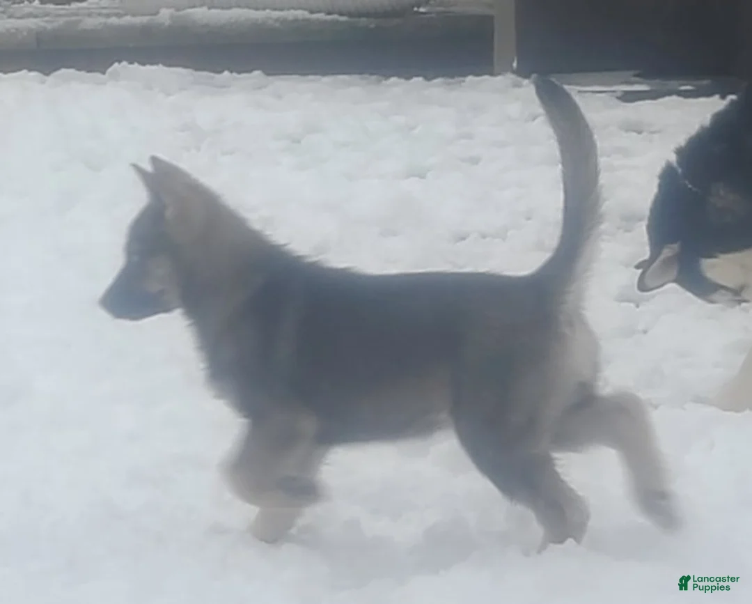 Pomsky dogs for sale: Lucky - Ad 4