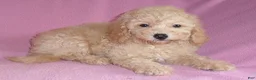 Miniature Poodle dogs for sale: Lilly - Ad 5