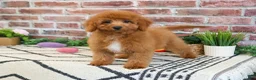 Cavapoo dogs for sale: Matilda  - Ad 3