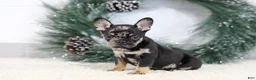 French Bulldog dogs for sale: Fiona - Ad 2