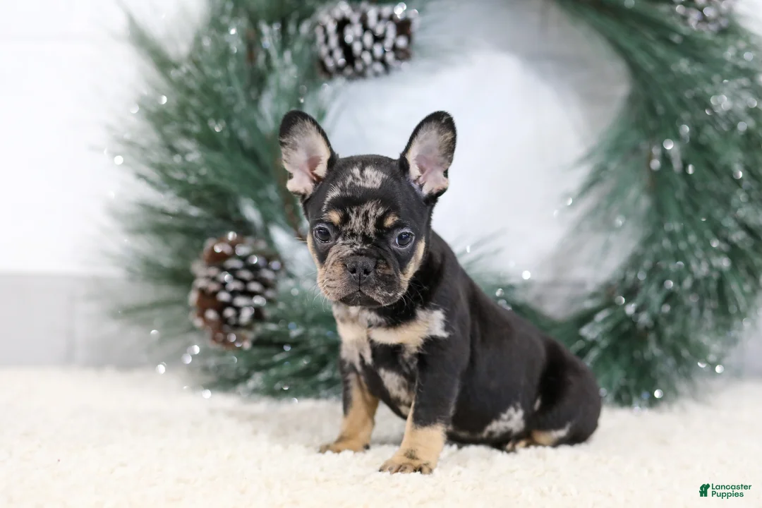 French Bulldog dogs for sale: Fiona - Ad 2