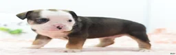 Mixed Breed dogs for sale: Queen - Ad 10