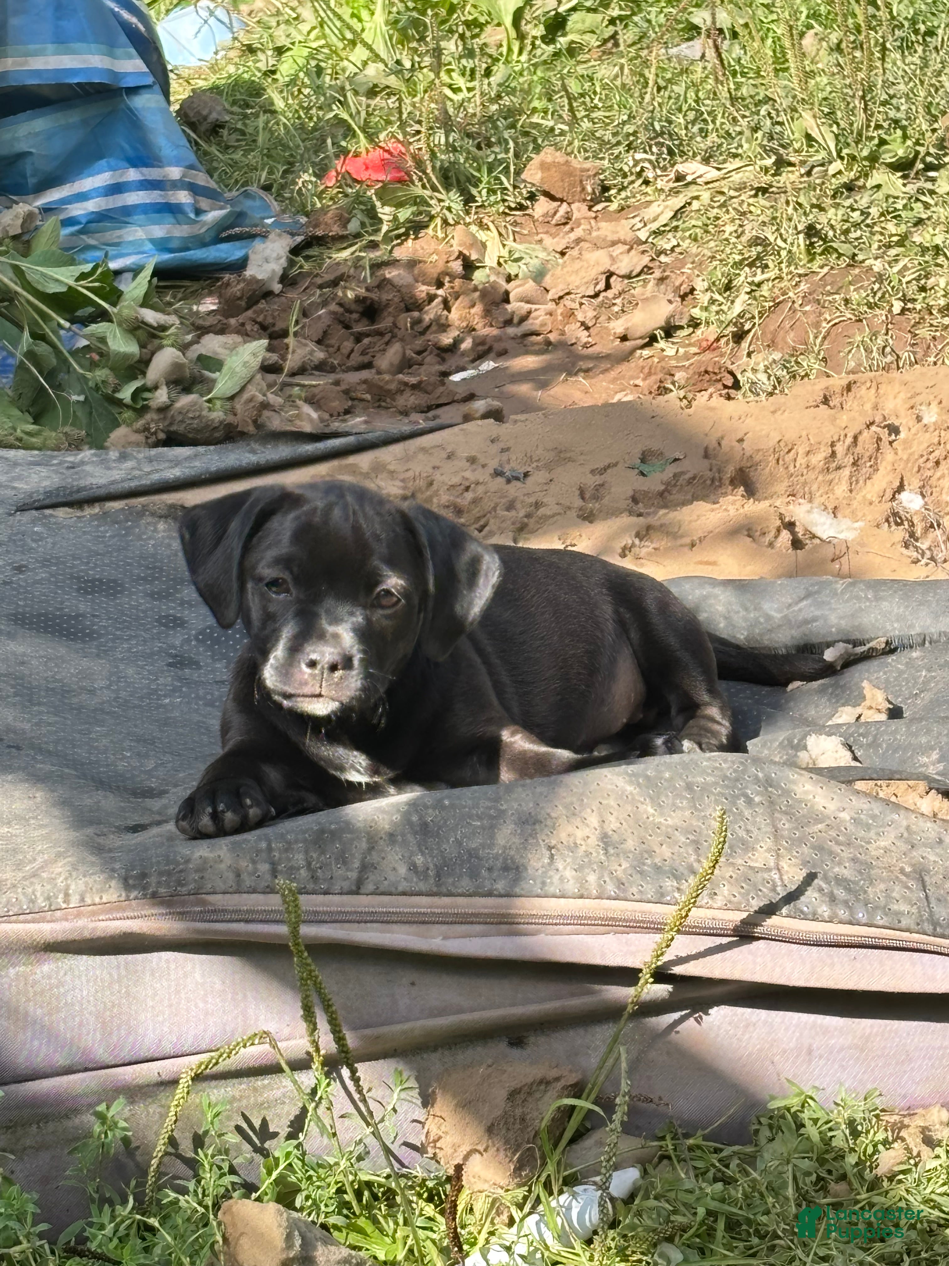 Mixed Breed dogs for sale: Peanut - Ad 1
