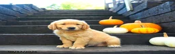 Golden Retriever dogs for sale: Maple   - Ad 1