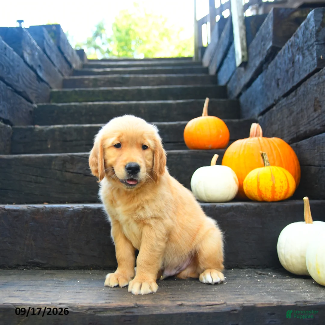 Golden Retriever dogs for sale: Maple   - Ad 1