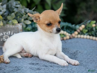 Chihuahua dogs - Ad 42