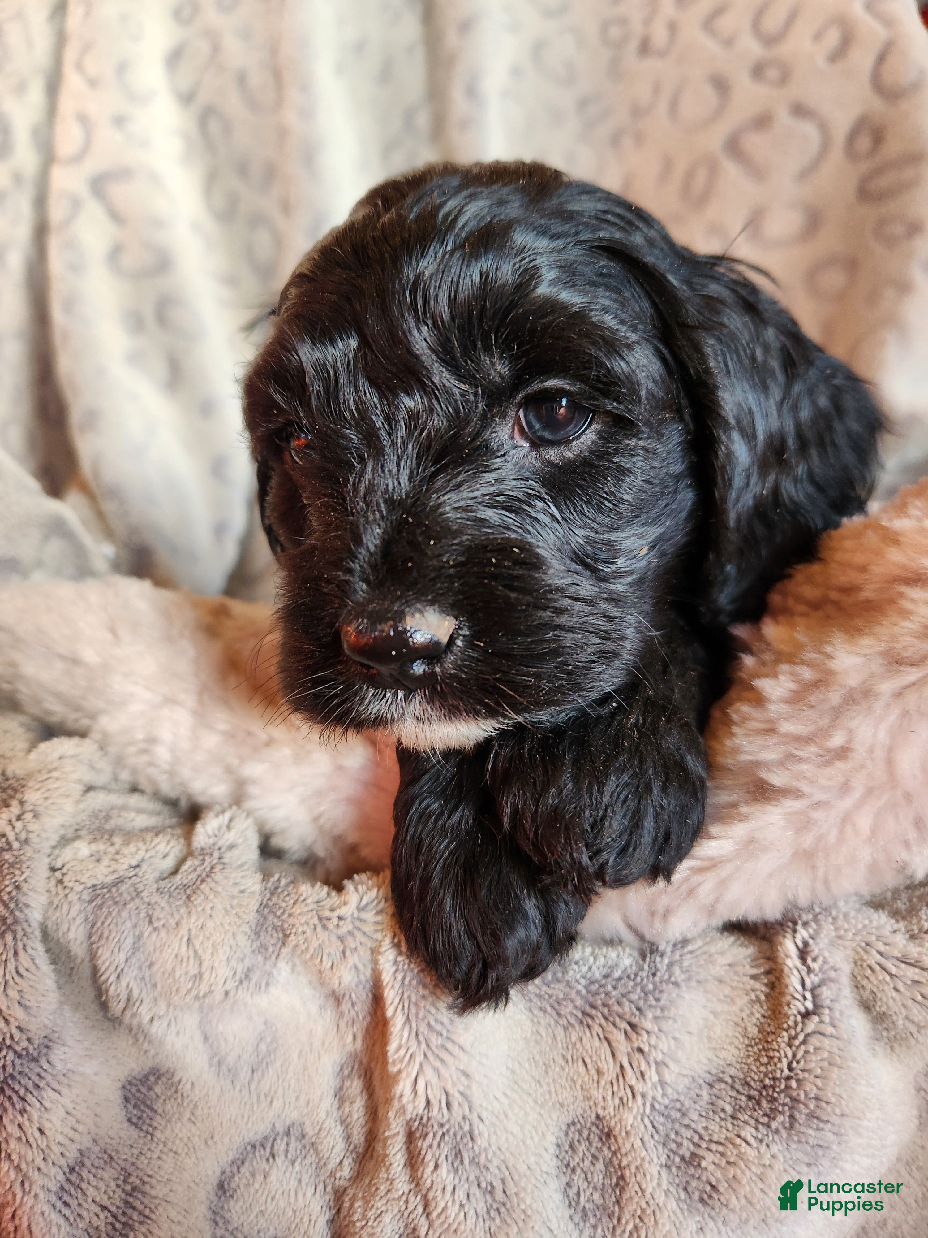 Mixed Breed dogs Mixed Breed Puppy 3 - Ad 9