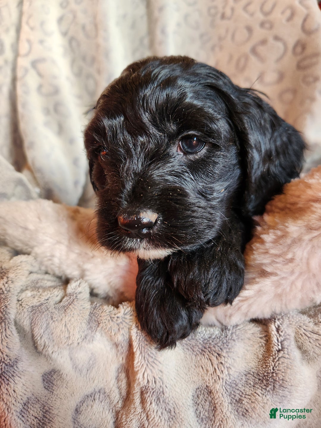 Mixed Breed dogs for sale: Lonnie - Ad 1