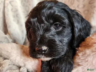 Mixed Breed dogs Lonnie - Ad 12