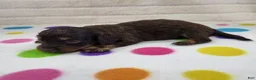 Miniature Dachshund dogs for sale: Chocolate & Tan Female - Ad 2