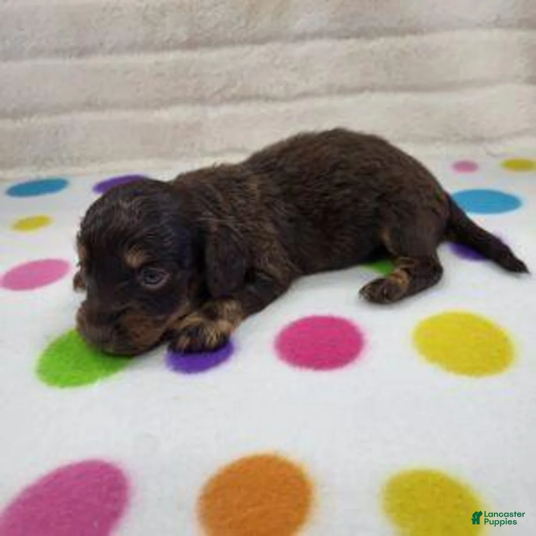 Miniature Dachshund dogs for sale: Chocolate & Tan Female - Ad 2