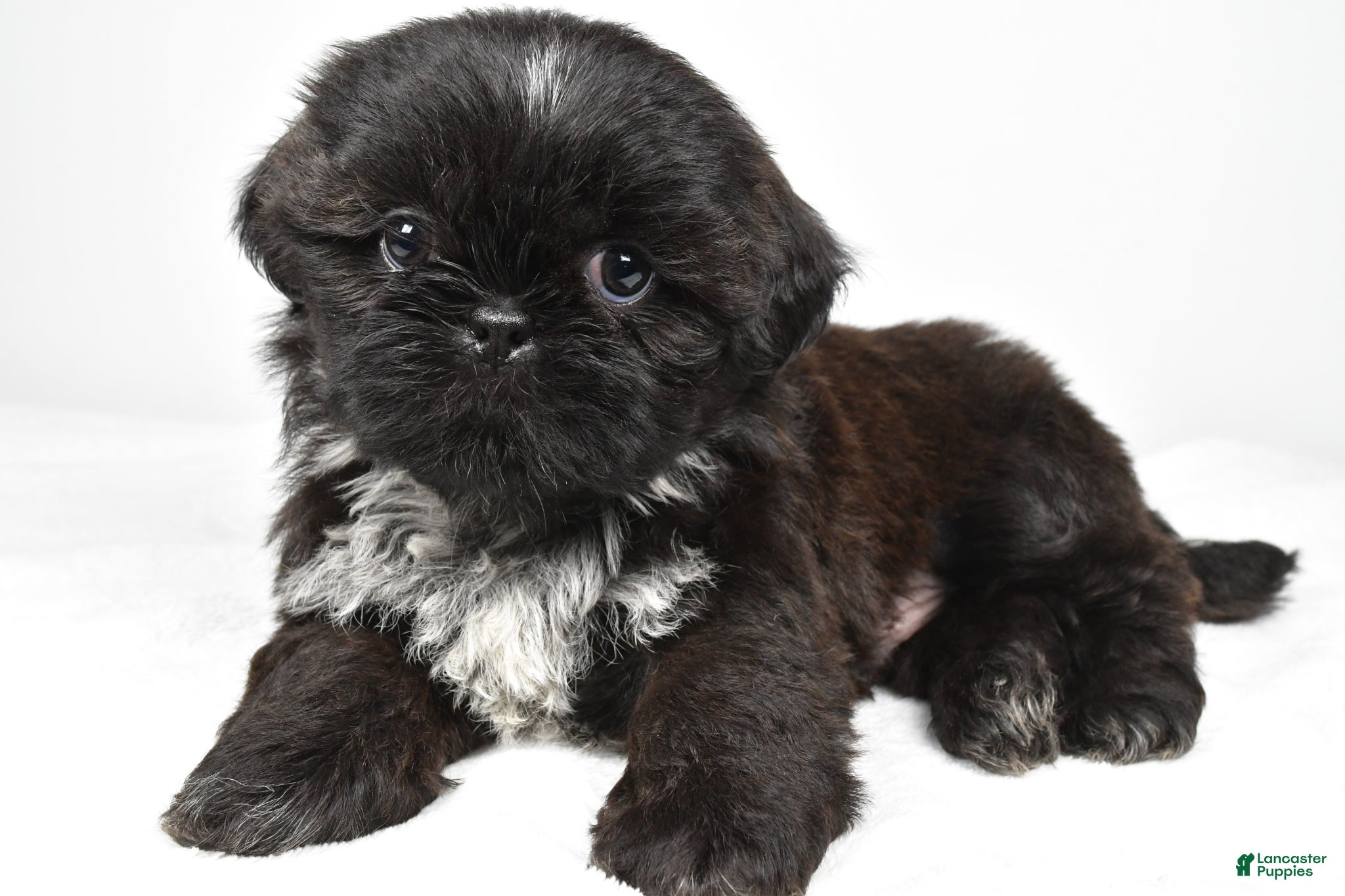 Shih Tzu dogs Sylis - Ad 1