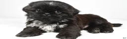 Shih Tzu dogs for sale: Sylis - Ad 1