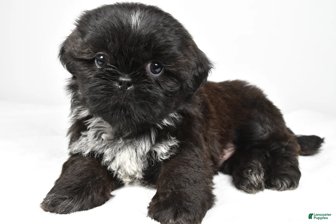 Shih Tzu dogs for sale: Sylis - Ad 1