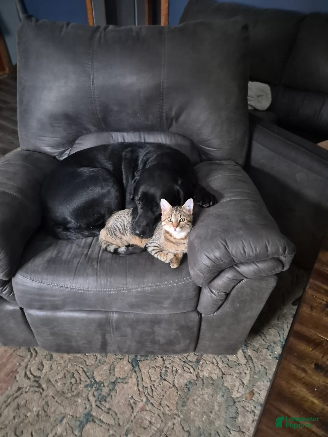 Labrador Retriever dogs for sale: Puppy 4 - Ad 2