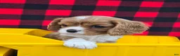 Cavalier King Charles Spaniel dogs for sale: Dixie - Ad 3