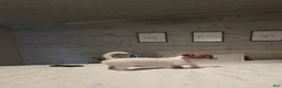 Chihuahua dogs for sale: Bella - Ad 5