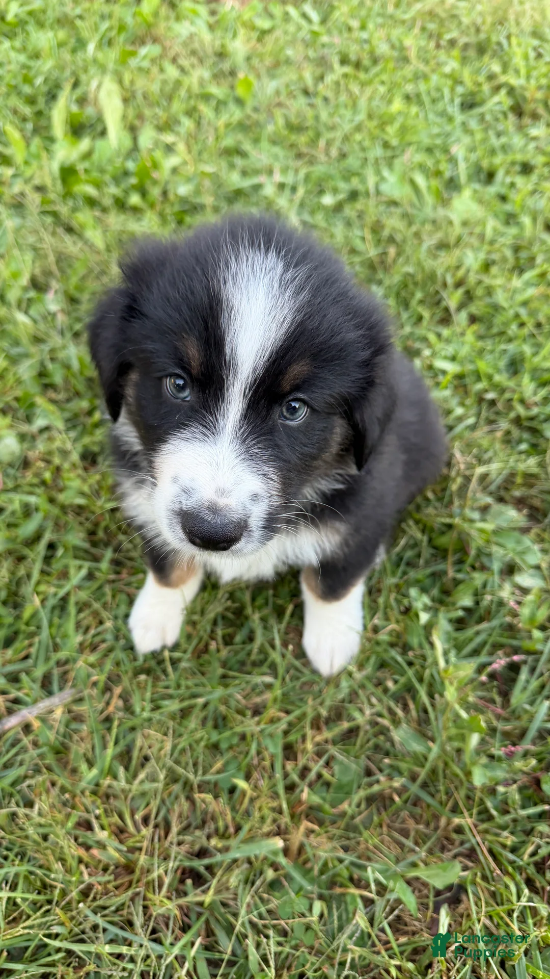 Australian Shepherd dogs for sale: Duke - Ad 2