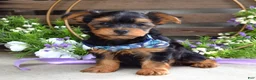 Yorkshire Terrier dogs for sale: Finn - Ad 7