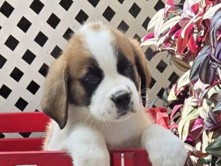 Saint Bernard dogs - Ad 28