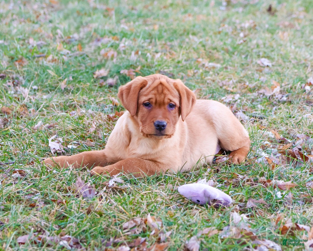 Labrador Retriever dogs for sale: Scarlet  - Ad 1