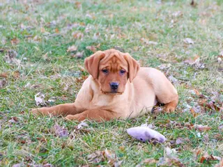 Labrador Retriever dogs Scarlet - Ad 36