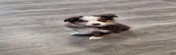 Miniature Australian Shepherd dogs for sale: Taylor - Ad 5