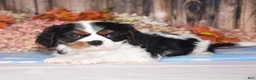 Cavalier King Charles Spaniel dogs for sale: Harvey - Ad 3