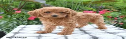 Toy Poodle dogs for sale: Ayla - Ad 5