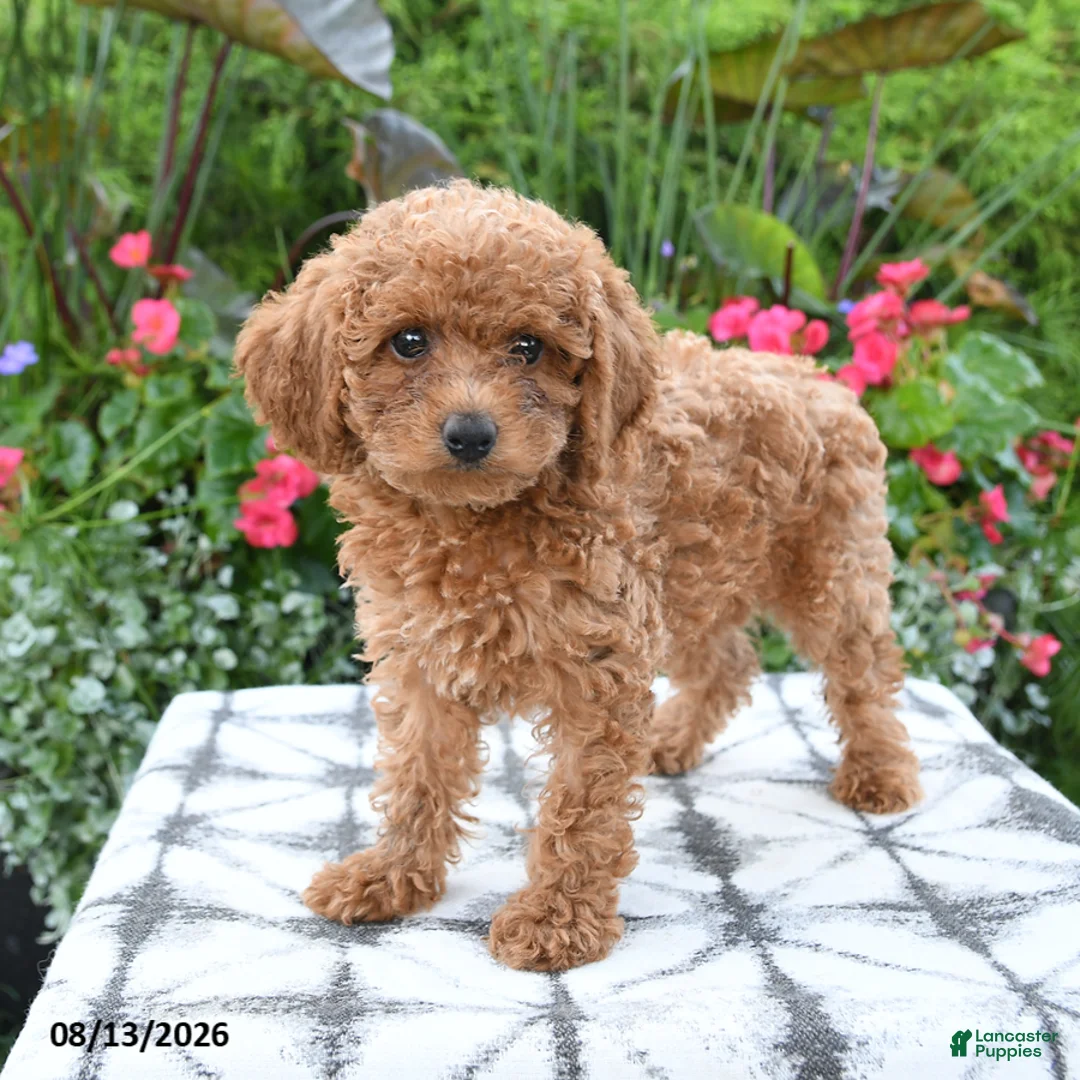 Toy Poodle dogs for sale: Ayla - Ad 5